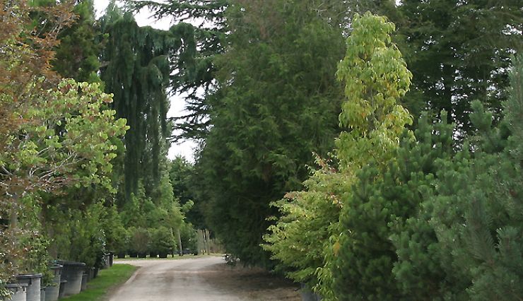 Achat arbres grande taille - Pépinières Ile-de-France