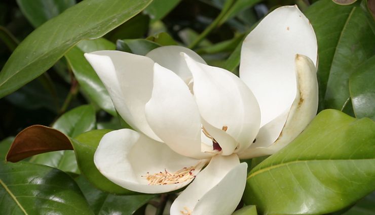 Acheter un Magnolia avec les Pépinières de Bazainville