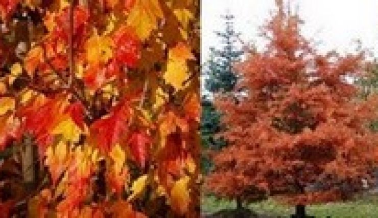 Collection d'arbres et d'arbustes à coloration automnale
