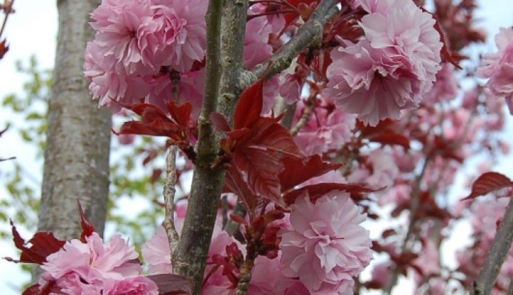 Pépinières Prunus Cerisier d'Ornement