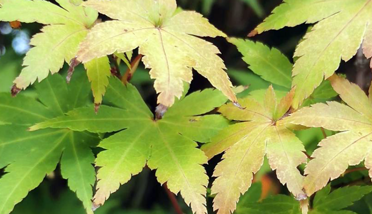 Acer palmatum - Erable du Japon - Pépinières Bazainville