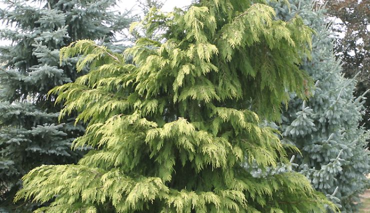 Séquoias Giganteum et Sempervirens - Vente de Conifères