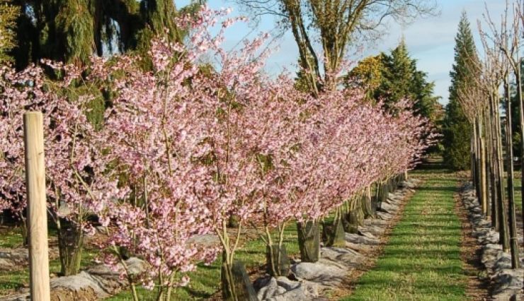 Cerisier du Japon 