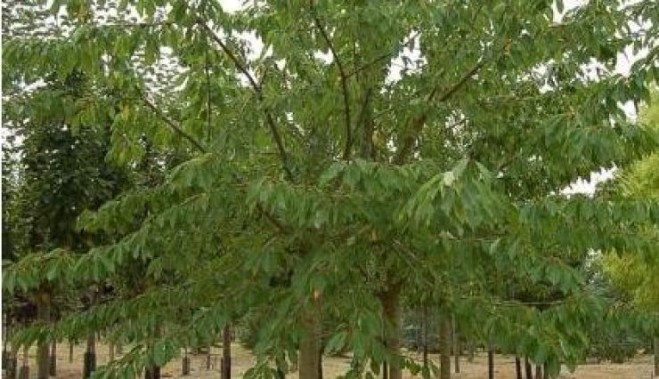 Les arbres fruitiers des pépinières de Bazainville
