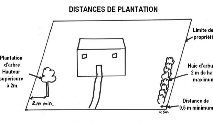 Distances de plantation arbres, arbustes et conifères