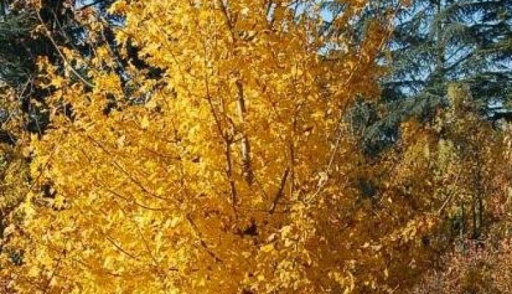 Automne doré avec les arbres de Pépinières de Bazainville