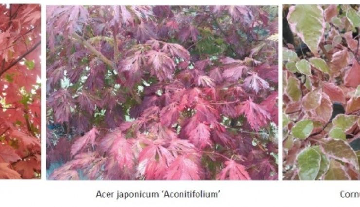 Arbres et arbustes automne 2015 - Haut en couleurs !