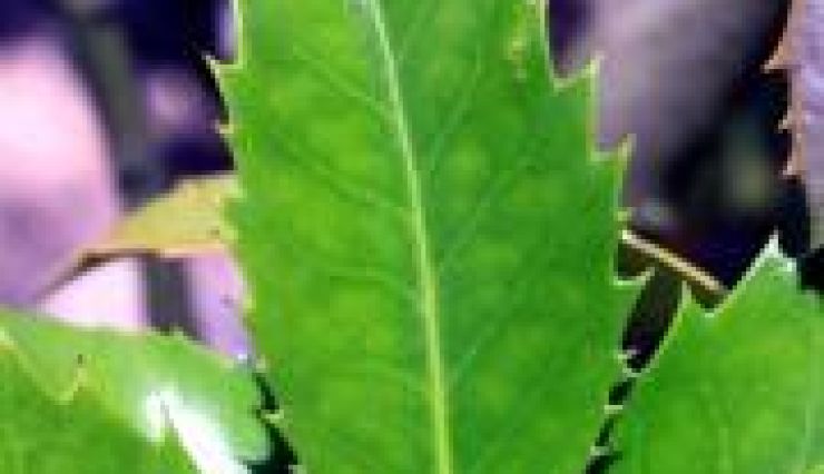 Houx à feuille de châtaignier - Ilex aquifolium 