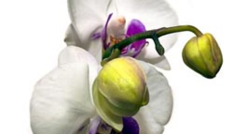 Exposition Mille et une orchidées du 11 février au 7 mars 2016