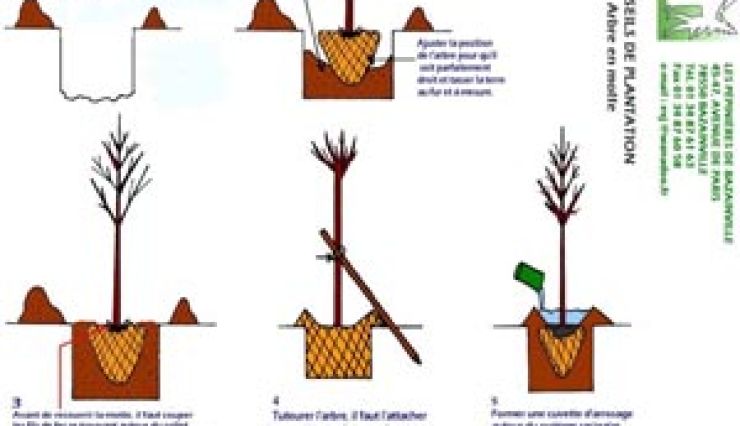 Conseils pour planter un arbre en motte