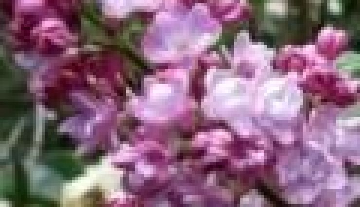 Lilas Belle de Nancy - Syringua vulgaris