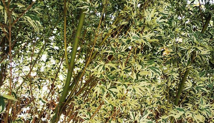 Acer palmatum 'Butterfly' - Erable du Japon panaché 