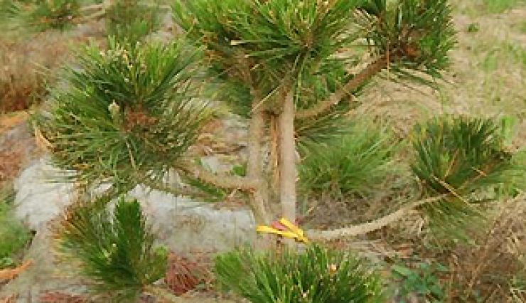 PINUS thunbergii ou pin noir du Japon 