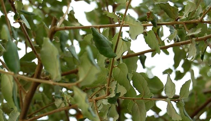 Chêne liège ou Quercus suber - Chêne méditerranée