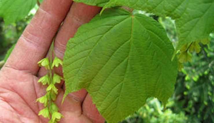 ACER pensylvanicum - Erable jaspé d'Amérique du Nord 
